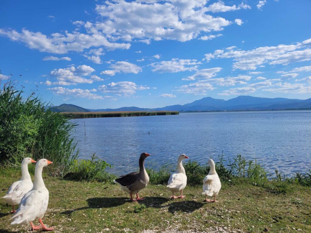 Χήνες στις όχθες της Λίμνης Ιωαννίνων