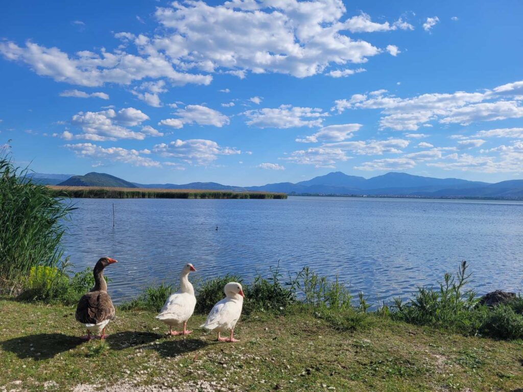 Χήνες στις όχθες της Λίμνης Ιωαννίνων